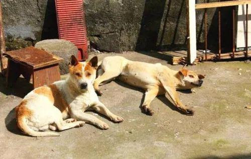 家里养狗的注意 南康发布通告 清理整治流浪犬 新浪江西 新浪网
