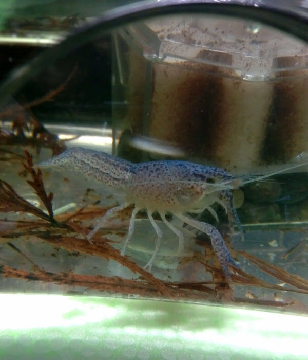 青いザリガニの話 けみがで