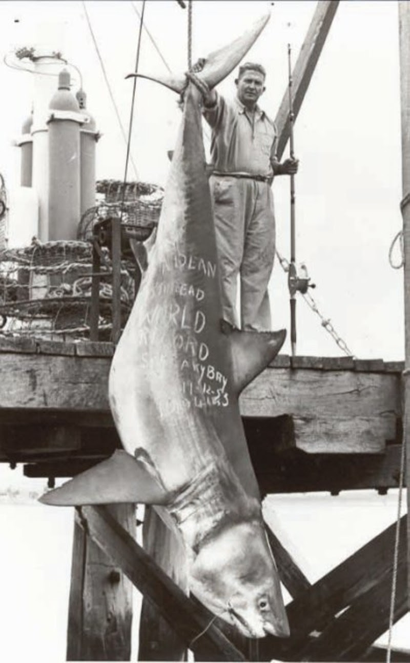 World Record Salmon Shark Kenneth Higginbotham Pictures ...