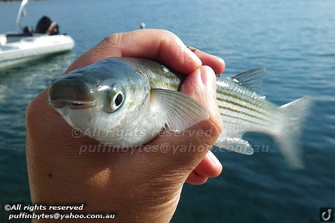 Boxlip Mullet - Oedalechilus labeo