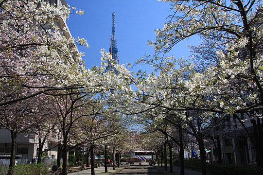 11年4月5日の気まぐれ桜旅日記 東京都世田谷区 等々力渓谷 文京区 播磨坂 台東区 山谷堀公園 港区 六本木桜坂 千代田区 千鳥ヶ淵公園 靖国神社