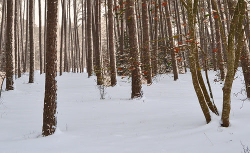Loblolly Woods