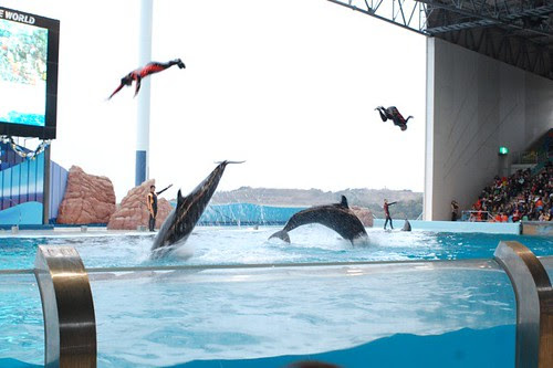 In a zoo, dolphines