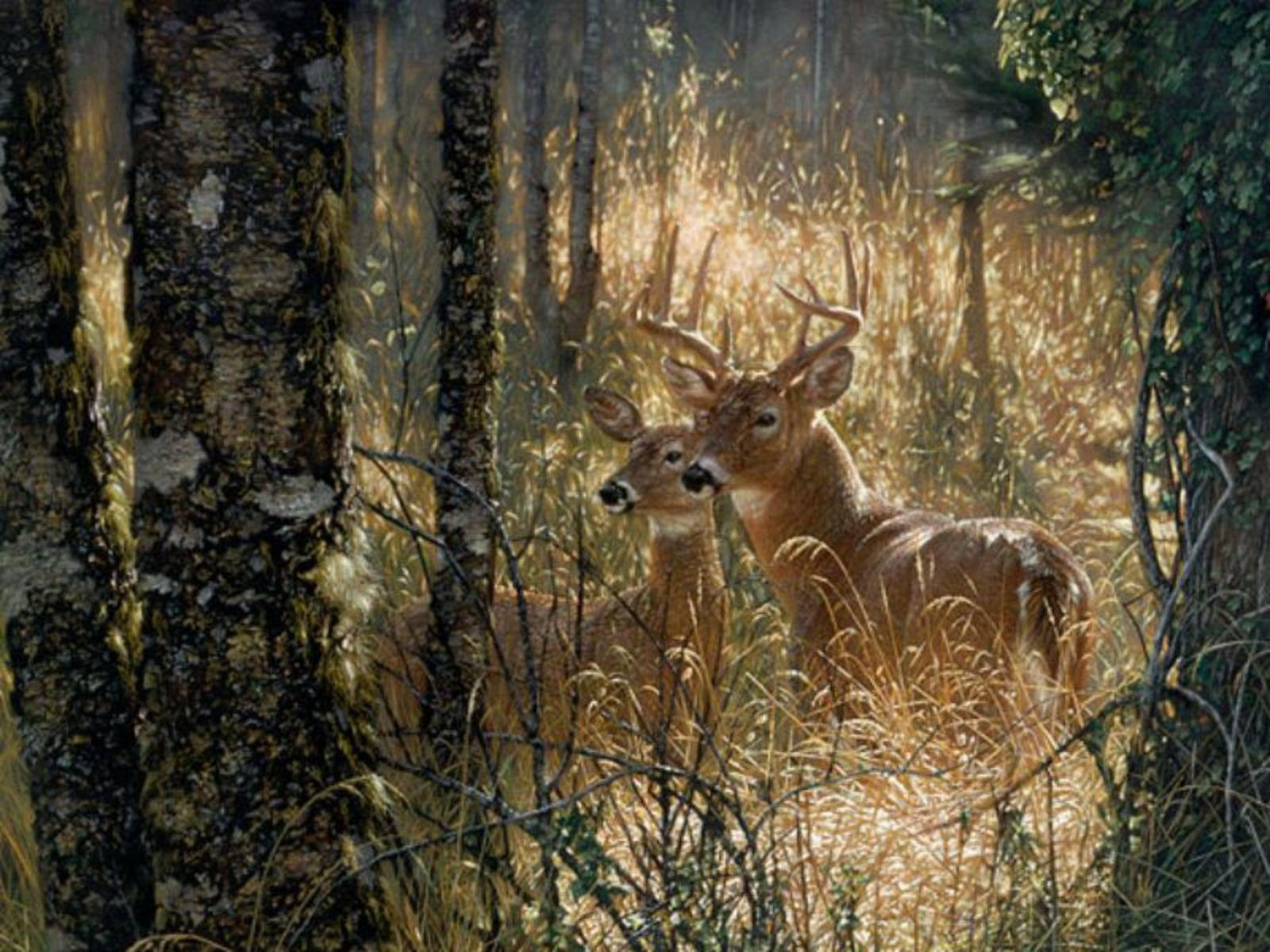 Deer Hunting Wallpapers Wallpaper Cave HD Wallpapers Download Free Map Images Wallpaper [wallpaper376.blogspot.com]