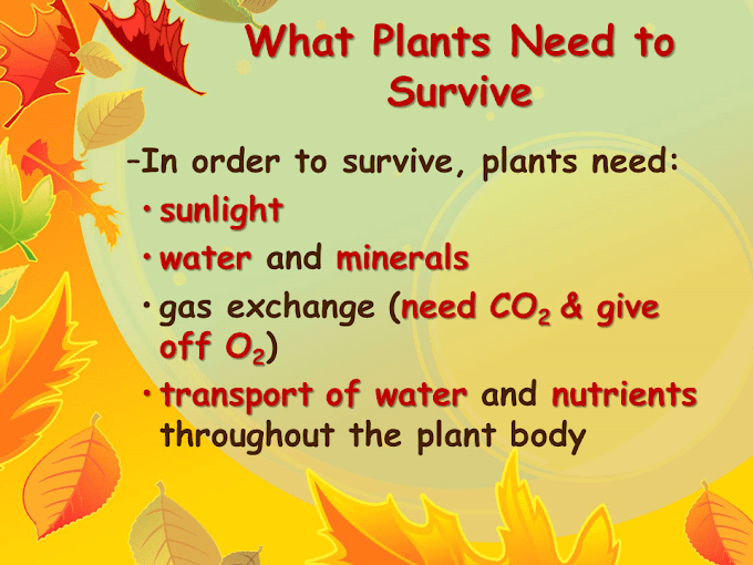 List Of What Does Plants Need To Survive Article