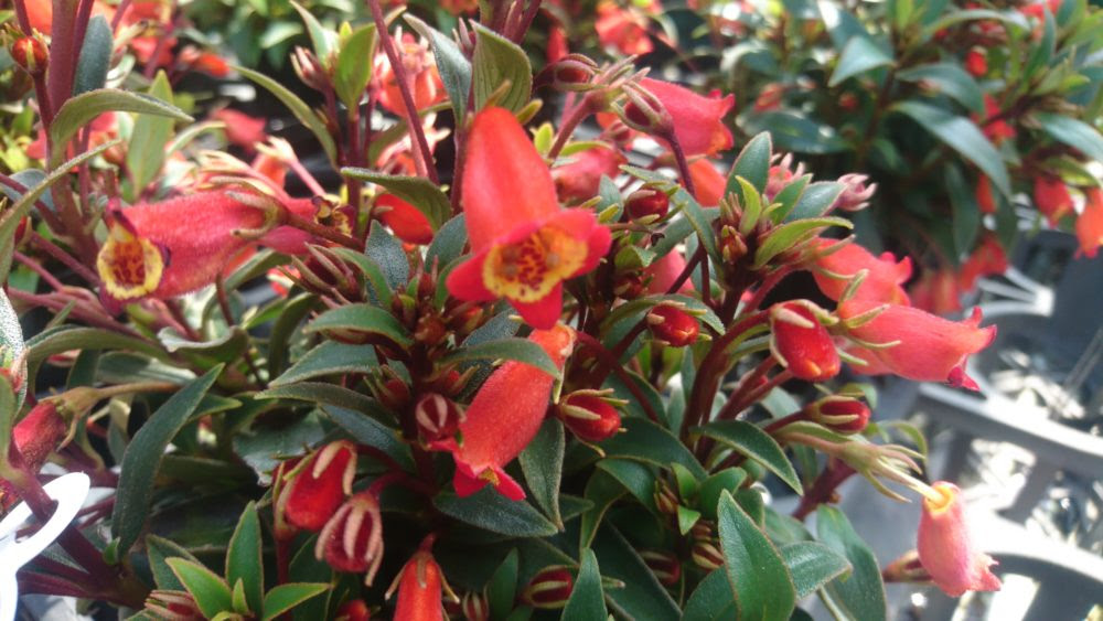 シーマニア ウィッチハット を仕入れました 花屋さんの植物管理ブログ