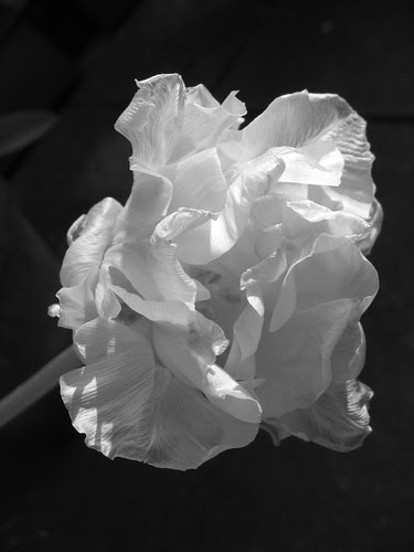 black and white pictures of nature