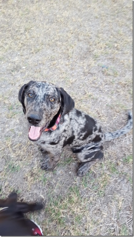 dog day sunday blog (450x800)