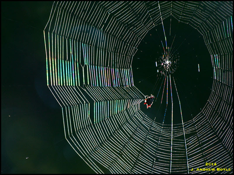 Spiny Orb Weaver Spiny Orb Weaver