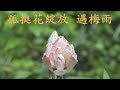梅雨　花 460825-梅雨 花