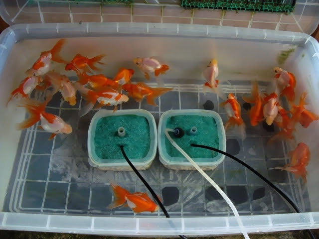 金魚飼育の真髄 金魚飼育完全マニュアル 金魚 伝心伝承 終止符を打とうかなぁ