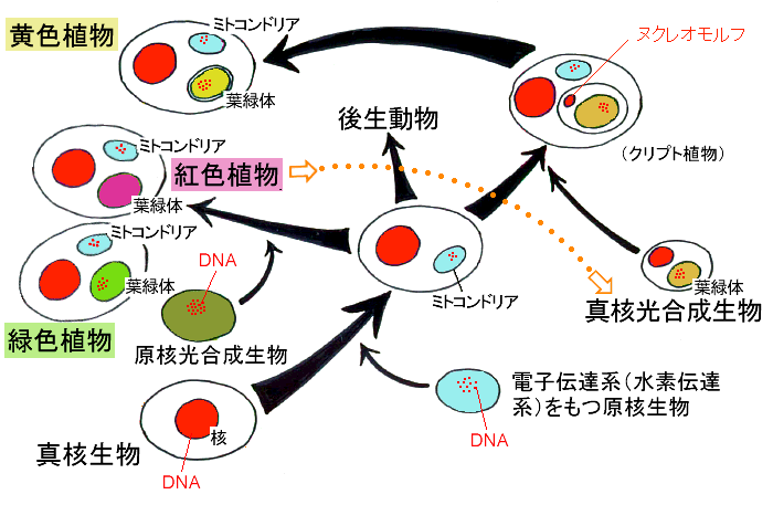 葉緑体