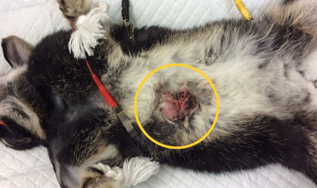 うさぎの乳腺腫瘍 オアシス便り 垂水オアシス動物病院