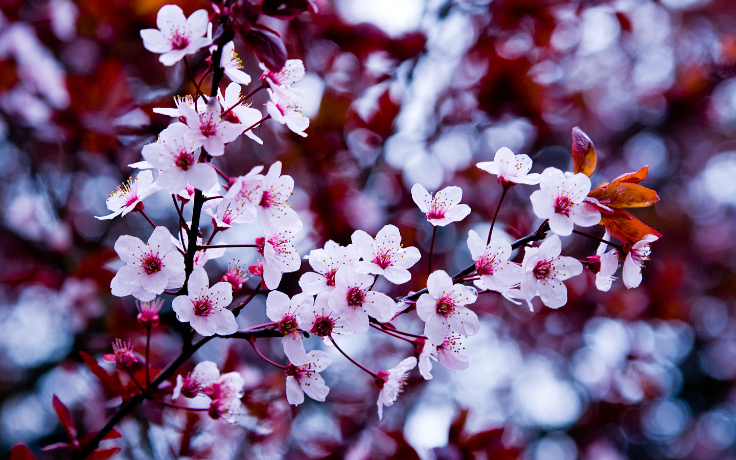 Beautiful Flower Tumblr wallpaper | 1440x900 | #22544
