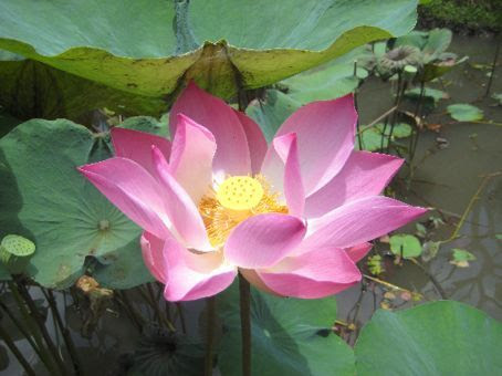 Lotus flower. First it was mere weeks, then suddenly mere days, 