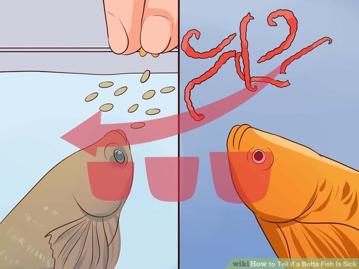 Tell if a Betta Fish Is Sick Step 12.jpg