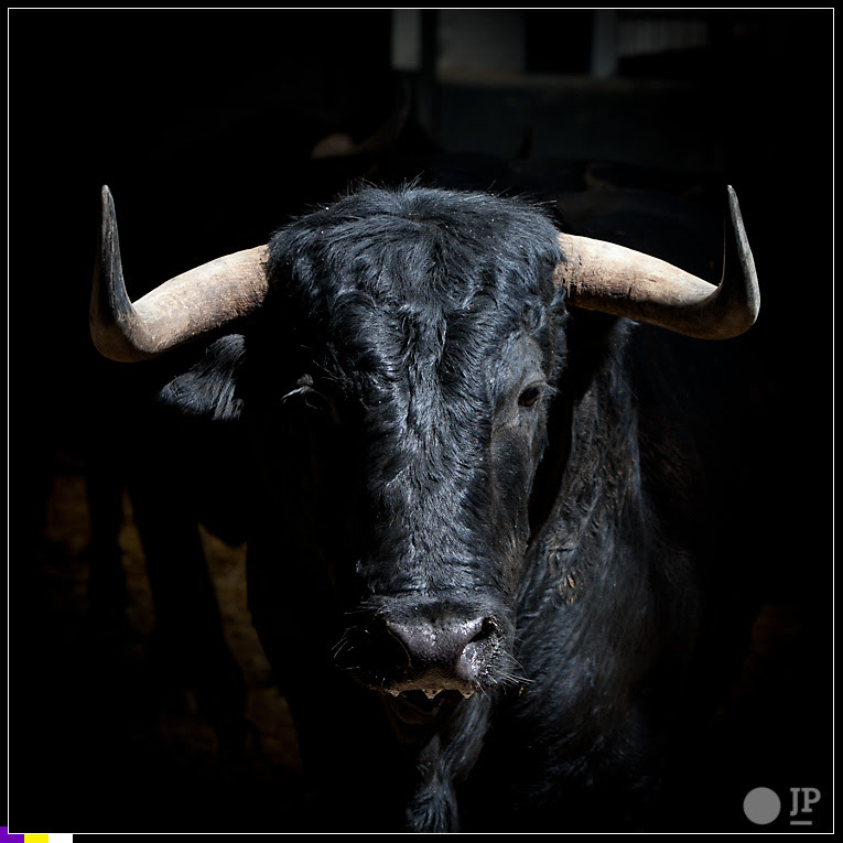 toro-de-cuadri-4-2