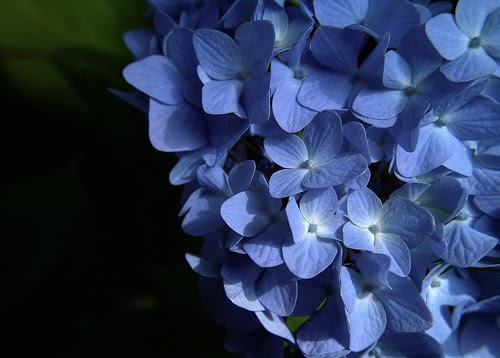 SDIM2305