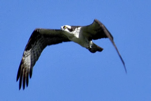 Osprey pocasset 4 July 30 2010