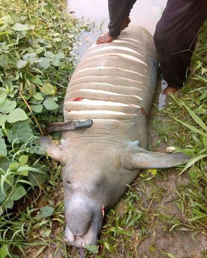 Nigerian researcher raises concern after Villagers in Sapele kill a creature that looks like 