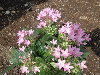 秋の花を植えました 後谷小学校