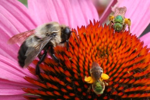 pollinator 037