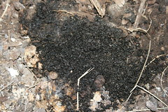 Insect scales under swallow nest