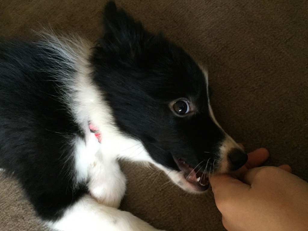 ボーダーコリー 子犬 モニカ の甘噛み 噛み癖のしつけ日記１ ボーダーコリーのしつけ 成長日記 モニカ Blog