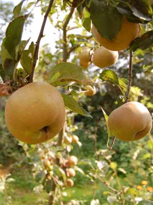 Aplle on Growing Apple Trees Here S A Look At Apple Tree Pollination Planting