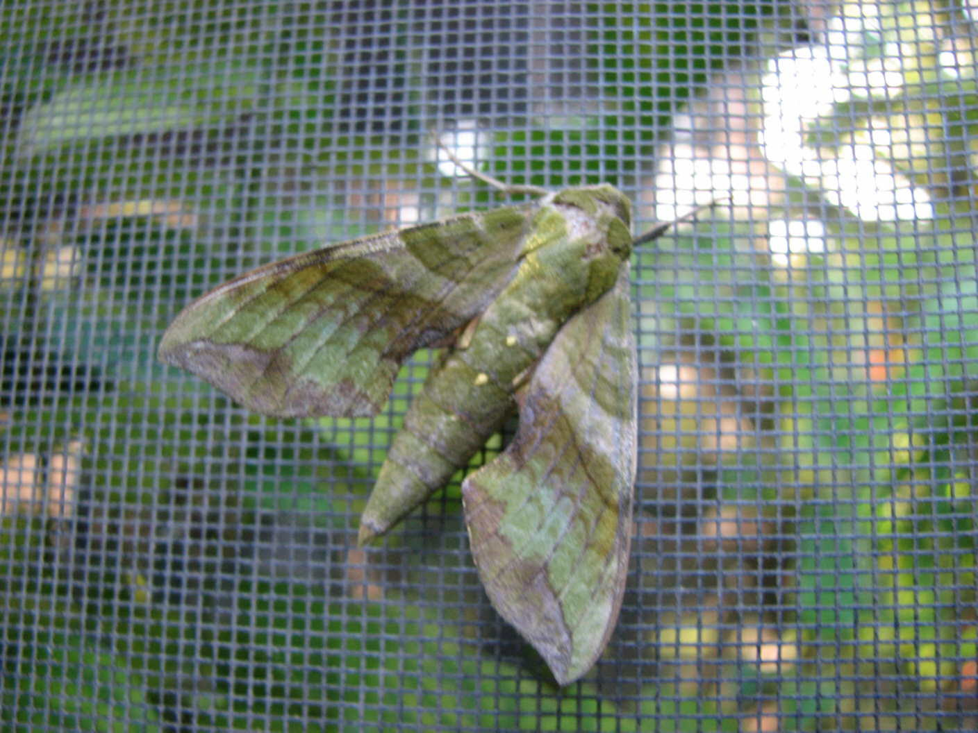 Lazy Moth