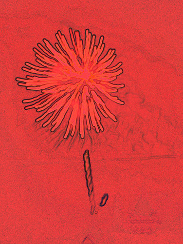 jessy kendall - fireworks6 by jim leftwich