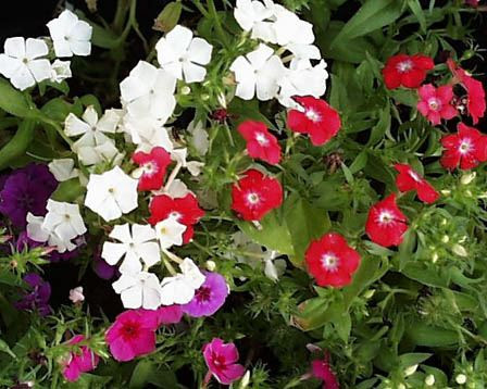 2日 フロックス 花の図書館
