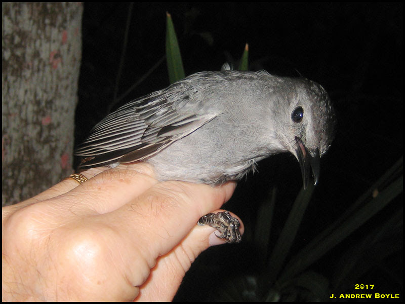 Gray Catbird Gray Catbird