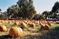 pumpkin patch 2