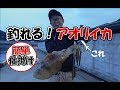 【人気ダウンロード！】 関東 イカ釣り 堤防 341547-関東 イカ釣り 堤防