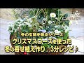 クリスマス ローズ 寄せ 植え おすすめ 343768