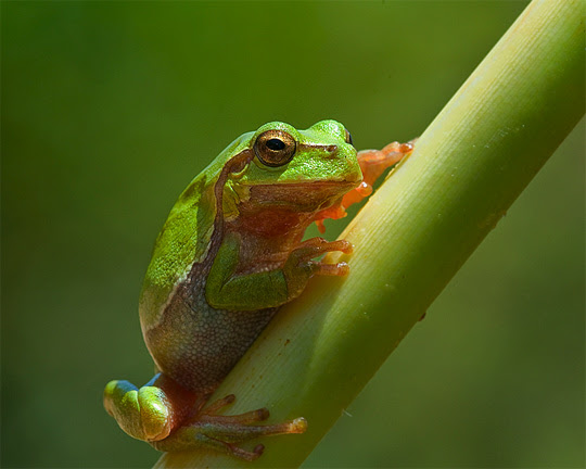 macro photography