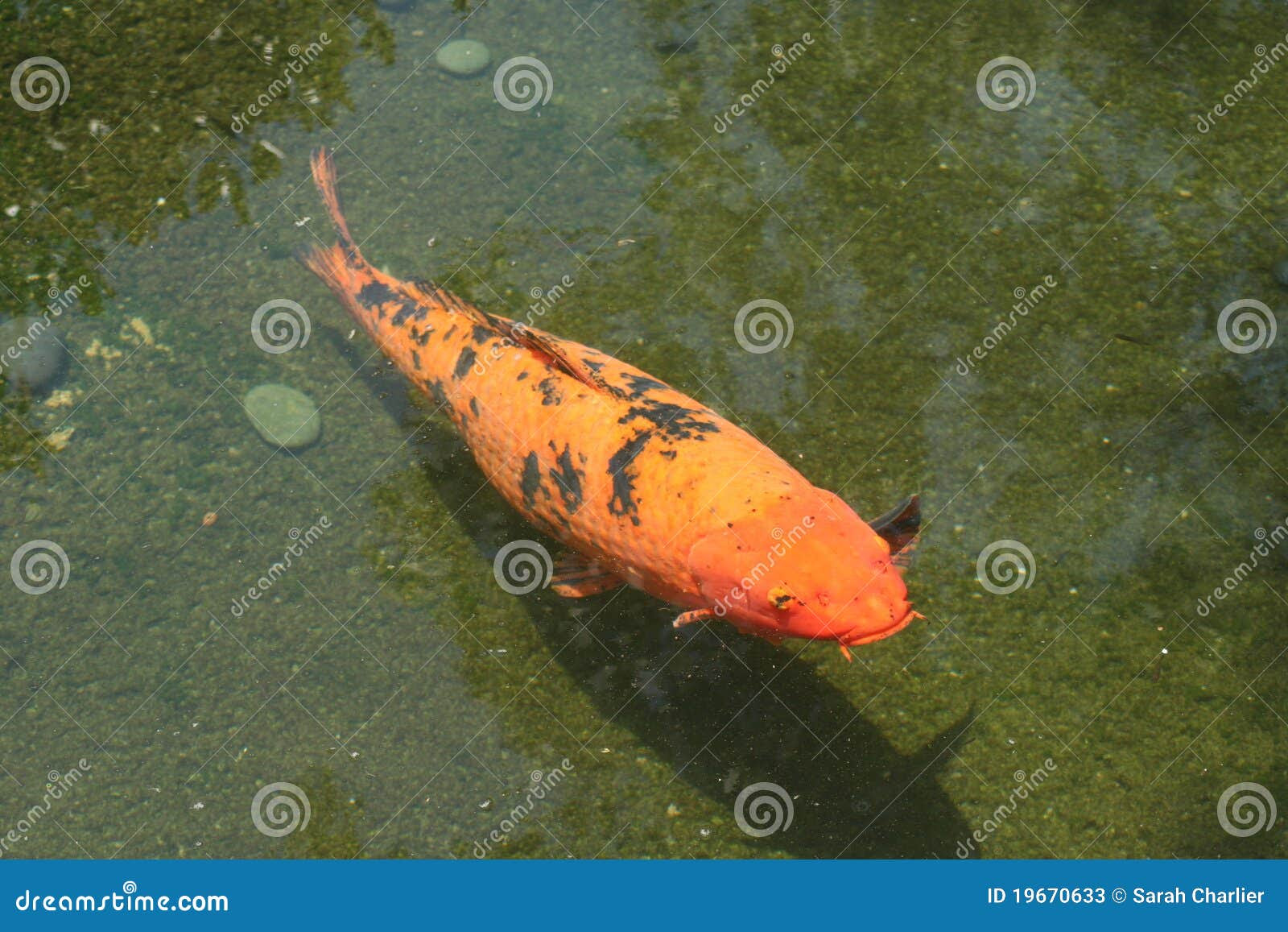 Koi Fish