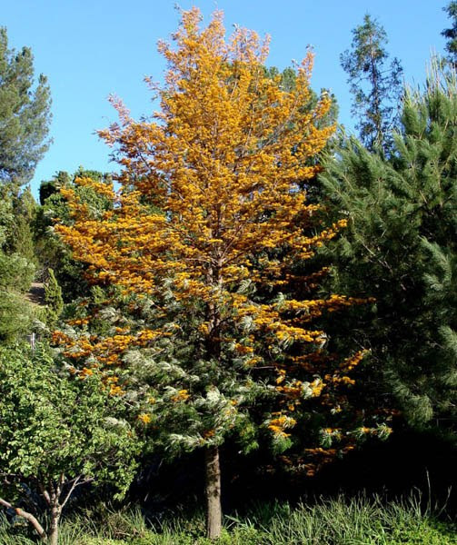 grevillea_robusta 2