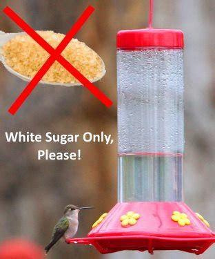 hummingbird food recipe nectar
