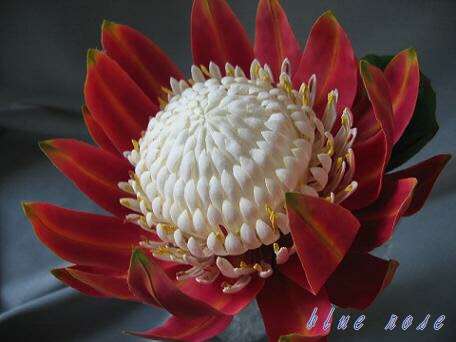 キング プロティア 南国の 大きな花 花びらの行方