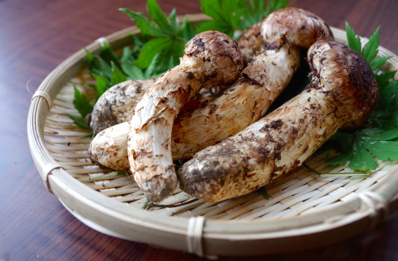 犬にまつたけを食べさせてもよいのか 日優犬高松