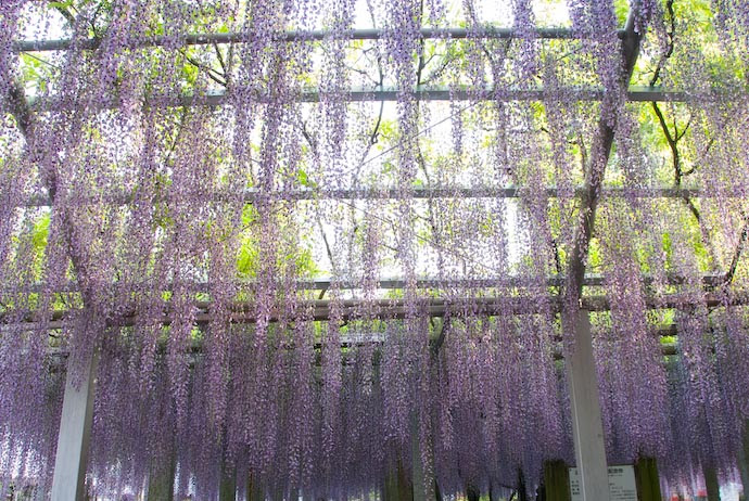 Wisteria at the Sandai Shrine, Kusatsu City, Shiga Prefecture, Japan (三大神社の藤の花、滋賀県草津市)