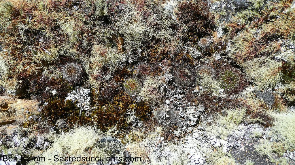 347 Rebutia sp, Rio Lope Mendoza, Cochabamba, Bolivia 2010 copyright B