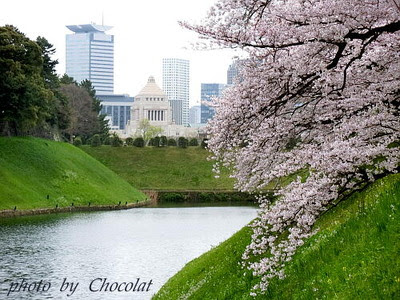 千鳥が淵桜 (1)