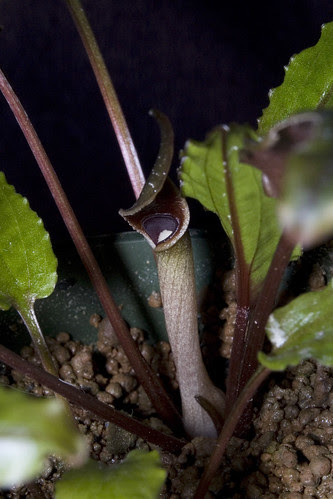 Cryptocoryne wendtii inflorescence