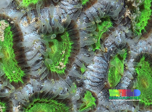 Hard coral