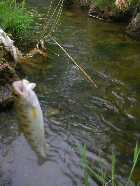 極 渓流 北海道の釣り 旭川調査３日目 江丹別川支流 雨粉川 伊納川