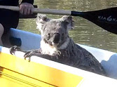 Some Campers Get the Most Unusual Visitor Ever - This is Awesome!