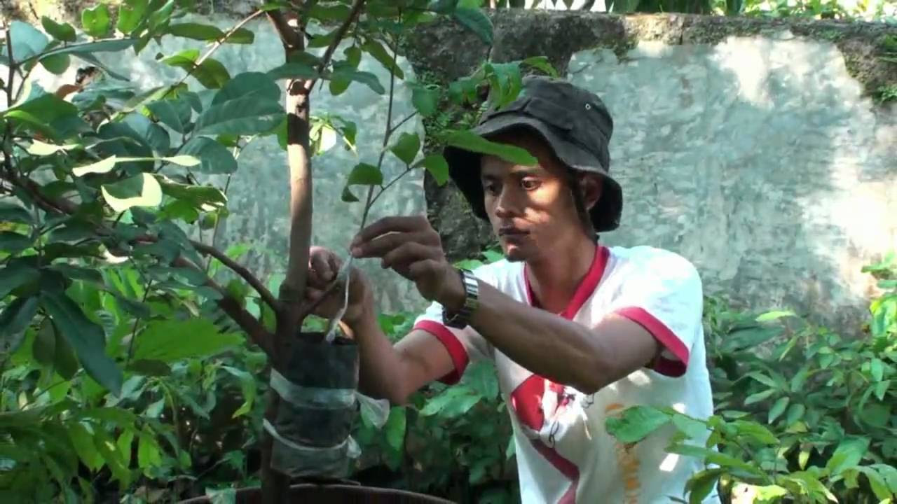  Cara Memperbanyak Tanaman PENYUSUAN YouTube